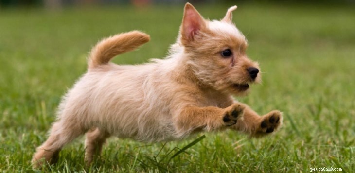 Informações sobre a raça do cão Terrier Escocês