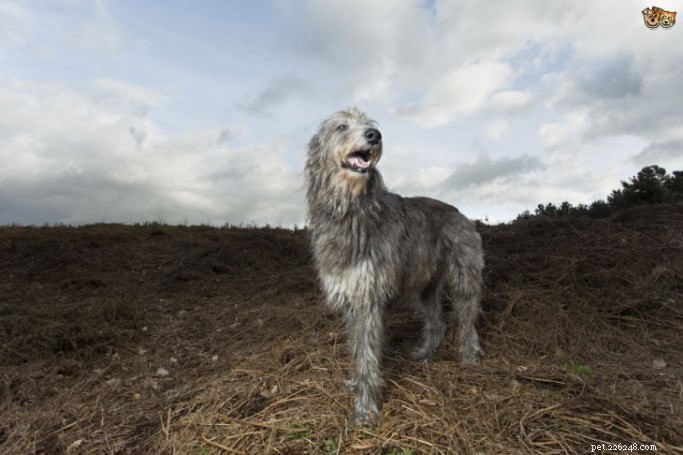 Informations sur la race de chien Deerhound écossais