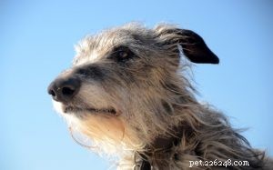 Scottish Deerhound hundrasinformation