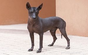 ペルーインカオーキッド（ペルーヘアレス）犬の品種情報 