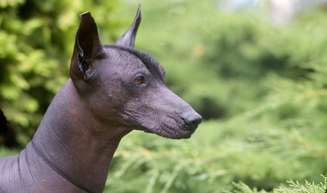 Informações sobre a raça de cães da orquídea inca peruana (sem pêlo)