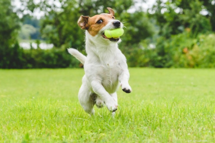 Jack Russell Terrier Hundrasinformation