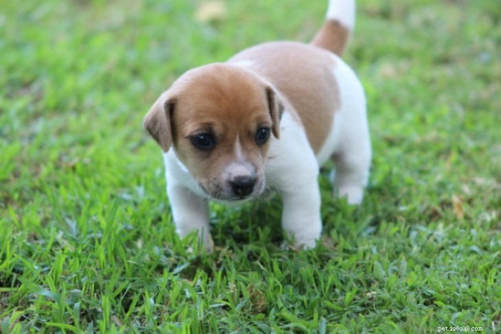 Informações sobre a raça de cães Jack Russell Terrier