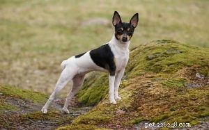 Informações sobre a raça do cão Toy Fox Terrier