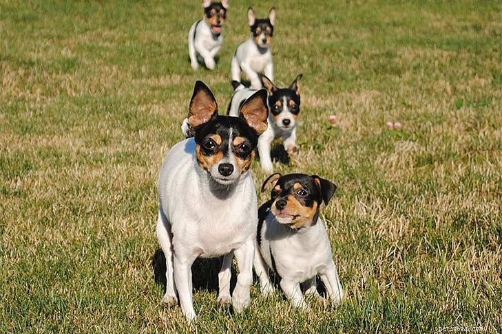 Informations sur la race de chien Fox Terrier jouet