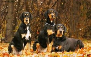 Informations sur la race de chien courant de Transylvanie