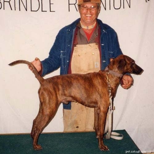 Информация о породе собак Treeing Tennessee Brindle