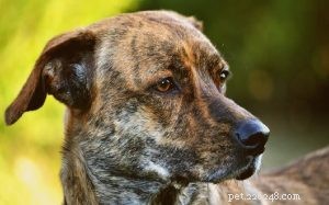 Informazioni sulla razza Treeing Tennessee Brindle Dog