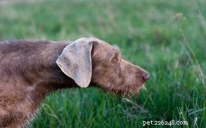 スロヴェンスキーヘアードポインター犬の品種情報 