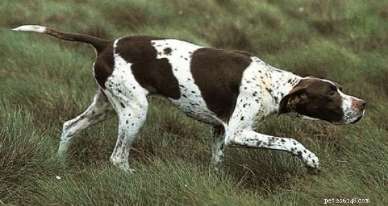 スロヴェンスキーヘアードポインター犬の品種情報 
