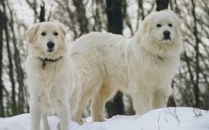 Informações sobre a raça do cão Slovensky Cuvac