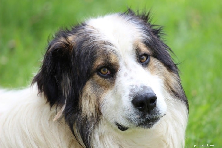 Informazioni sulla razza del cane Slovensky Cuvac