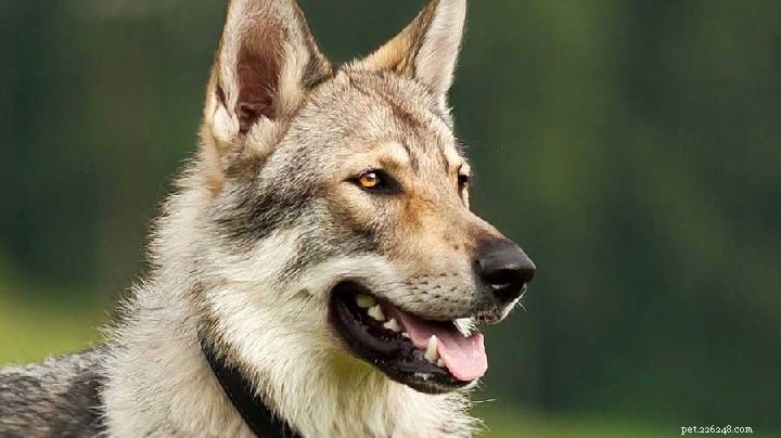 Informations sur la race de chien Slovensky Cuvac