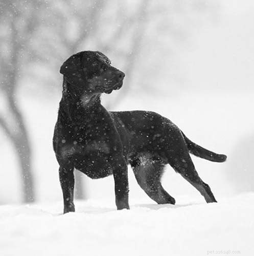 Informazioni sulla razza del cane Slovensky Kopov