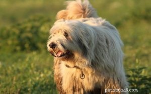 Informações sobre a raça do cão pastor miorítico romeno