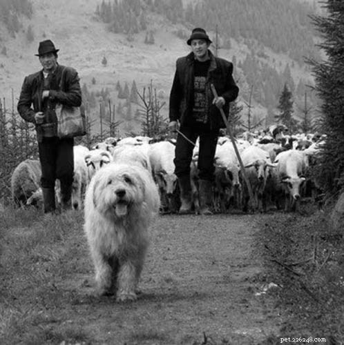 Informace o plemeni rumunského mioritického ovčáka