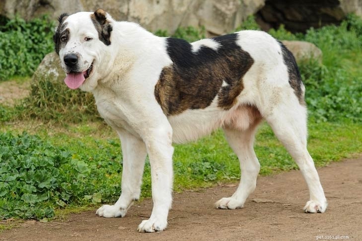 Informations sur la race de chien de berger mioritique roumain