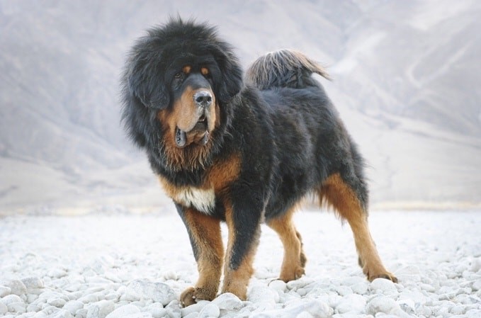 ルーマニアのミオリティック・シープダー犬の品種情報 