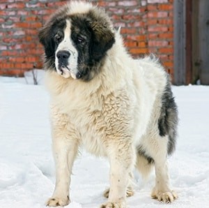 Informations sur la race de chien de berger mioritique roumain