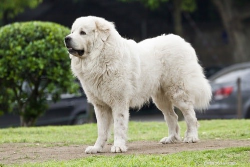 Informações sobre a raça do cão pastor miorítico romeno