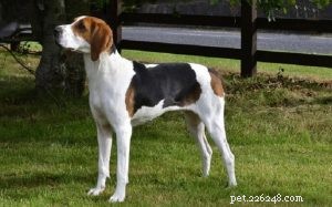 Informations sur la race de chien Treeeing Walker Coonhound