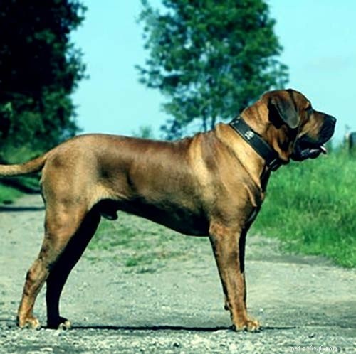 Tosa Dog Breed Information