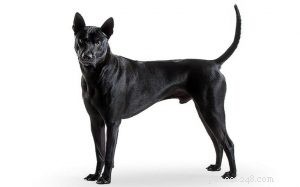 Informazioni sulla razza del cane Thai Ridgeback