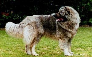 Informazioni sulla razza del cane da pastore jugoslavo