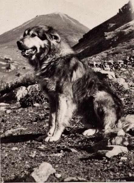 Informations sur la race de chien de berger yougoslave