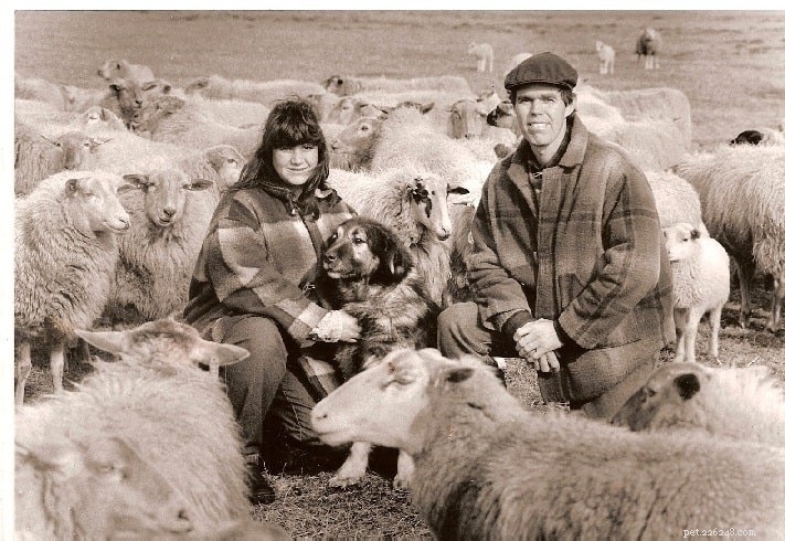 ユーゴスラビアの羊飼いの犬の品種情報 