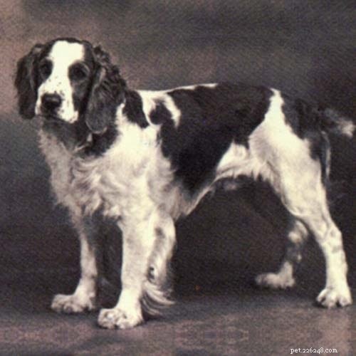 ウェルシュスプリンガースパニエル犬の品種情報 