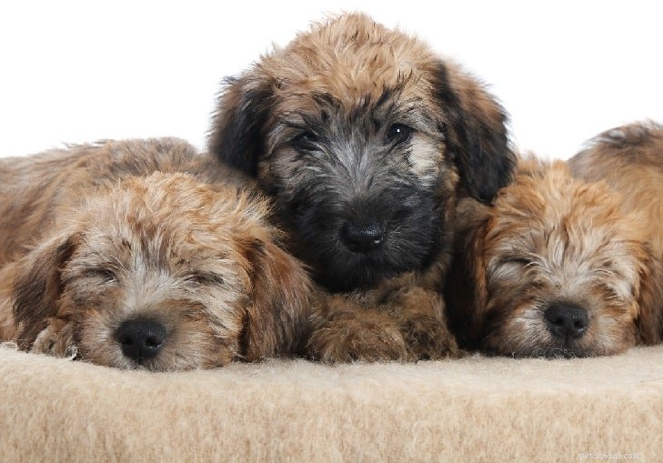 Informatie over het ras van de Soft Coated Wheaten Terrier
