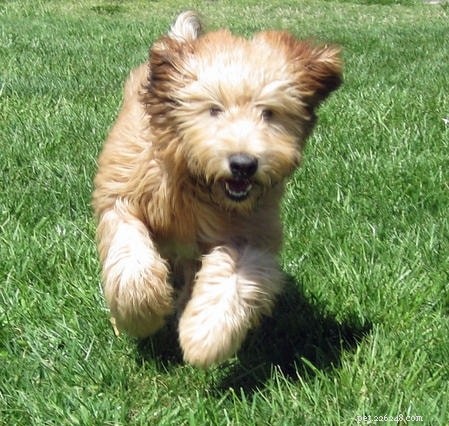 Informations sur la race de chien Wheaten Terrier à poil doux