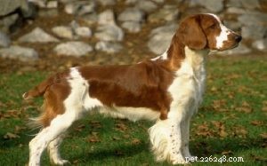Welsh Springer Spaniel Dog 품종 정보
