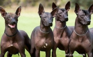 Informações sobre a raça de cães Xoloitzcuintli