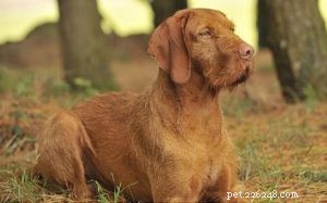 Informações sobre a raça do cão Vizsla de pêlo duro