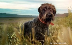 Wirehaired Pointing Griffon hundrasinformation
