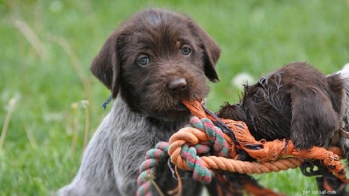 Wirehaired Pointing Griffon hundrasinformation