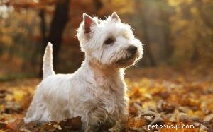 ウエストハイランドホワイトテリア犬の品種情報 
