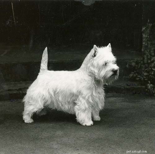 Informazioni sulla razza del cane West Highland White Terrier
