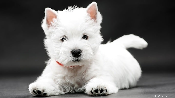 Informações sobre a raça de cães West Highland White Terrier