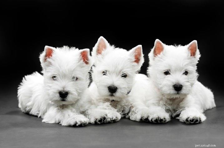Informatie over hondenras West Highland White Terrier