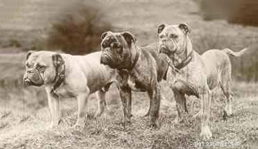 Informations sur la race de chiens Bouledogue victorien