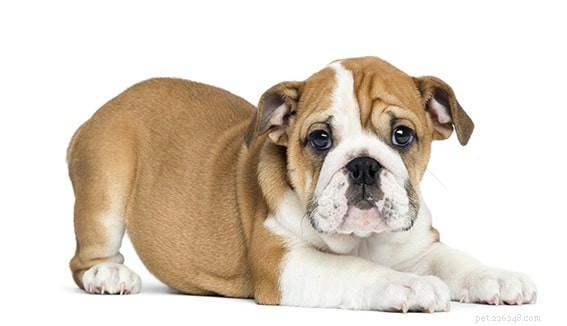 Informazioni sulla razza del cane Bulldog vittoriano