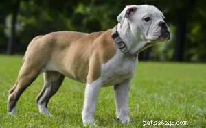 Informações sobre a raça do cão Bulldog Vitoriano