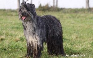 Pyrenean Shepherd Dog 품종 정보
