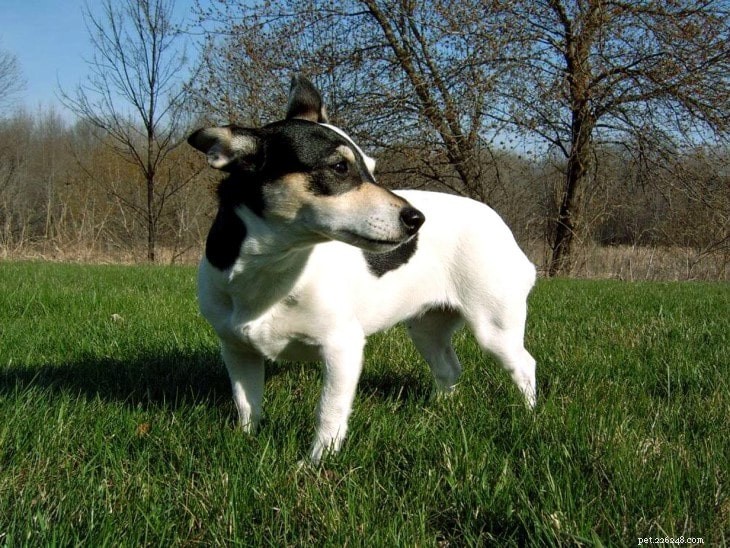 Informace o plemeni psa Teddy Roosevelt Terrier