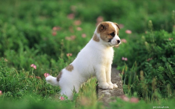 テディルーズベルトテリア犬の品種情報 