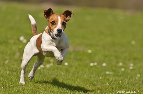 Informazioni sulla razza del cane Yorkshire Russell