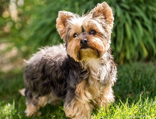 Yorkie Russell Dog Breed Information